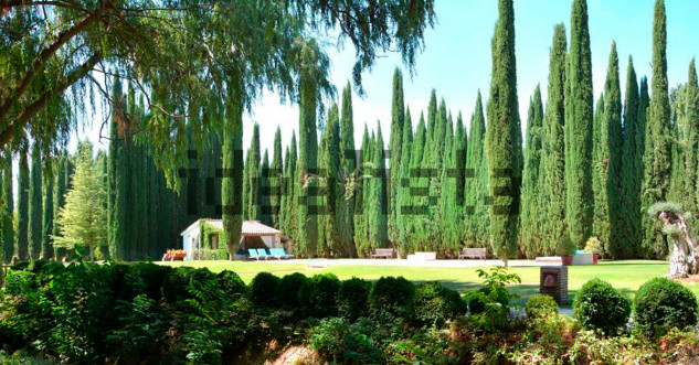 El jardín con cipreses