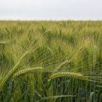 Les pluies récentes, une aubaine pour les cultures céréalières et le tournesol en Castille-et-León