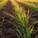 La phénologie en agriculture : comprendre les rythmes du vivant pour mieux s'adapter au climat