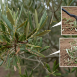 Plan d'action contre la Xylella fastidiosa en Estrémadure.