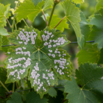 La première tache de mildiou officiellement confirmée cette saison en La Rioja apparaît dans un vignoble de San Asensio.