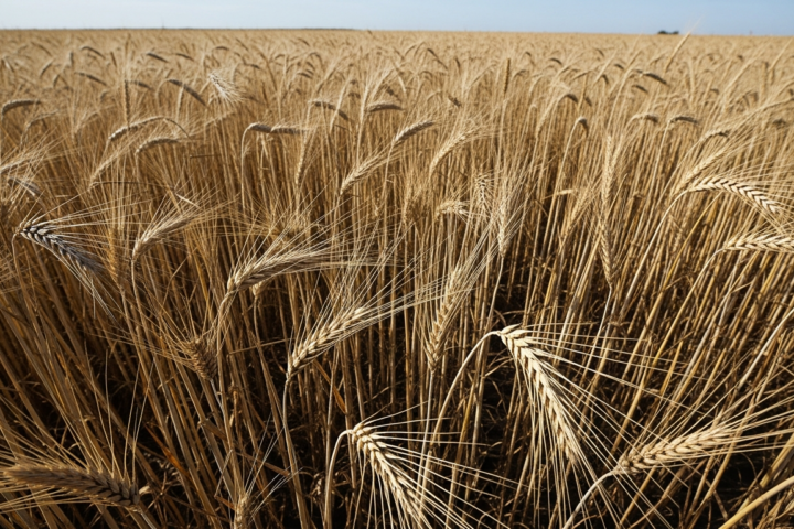 L'ACCOE alerte sur une chute historique de 24% de la récolte de céréales en Espagne en 2026