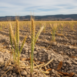 Observatoire agroalimentaire 2025 : 12 données accablantes qui alertent sur la perte de compétitivité en Castille-et-León.