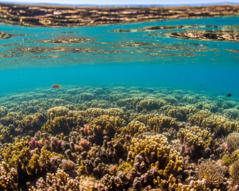 Le Patronato de Cabrera approuve favorablement le nouveau PRUG avec 510 km² de protection marine intégrale.