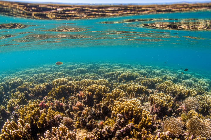 Le Patronato de Cabrera approuve favorablement le nouveau PRUG avec 510 km² de protection marine intégrale.