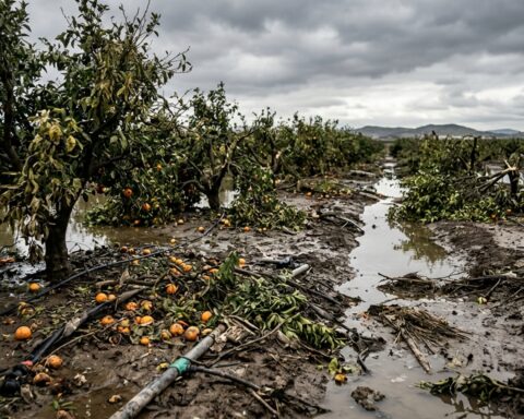 Espagne : les pertes agricoles liées à la dernière DANA évaluées à 21 millions d'euros sur 9 000 hectares en Communauté valencienne